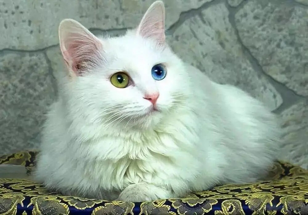 俄罗斯蓝猫 英国短毛猫 英短 波斯猫 异瞳猫