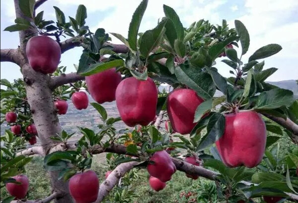 甘肃天水 花牛苹果