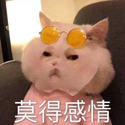 类似于表情包的东西