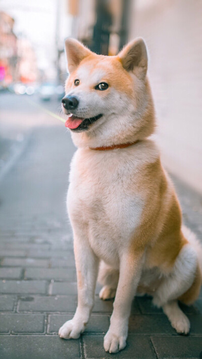 萌犬 柴犬