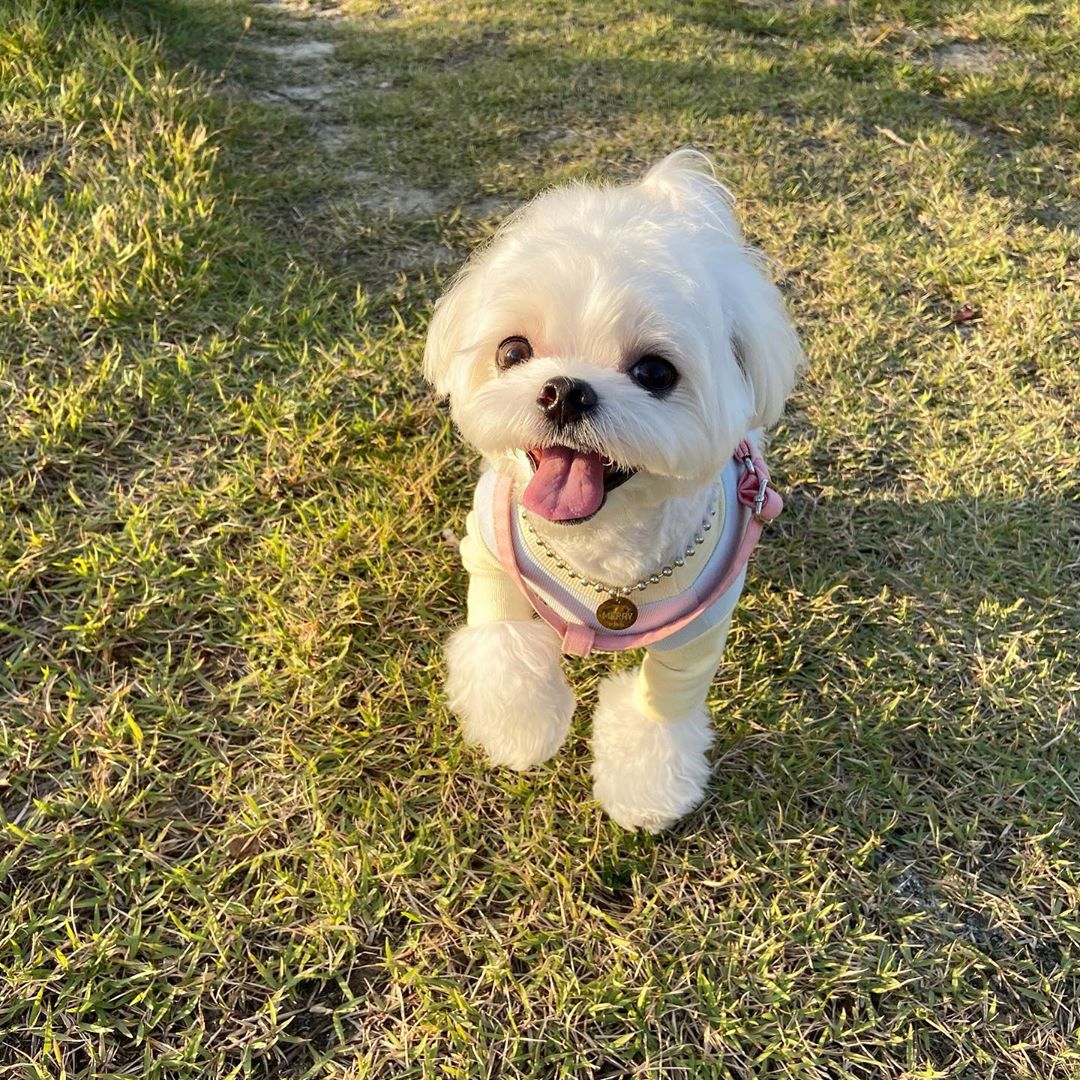 马尔济斯犬小可爱