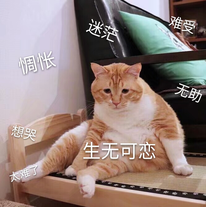 小猫咪表情包