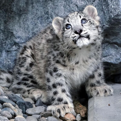 [cp]#兔狲之友# 旭山动物园的小雪豹原来名字是叫ジーマ,更多豹豹图