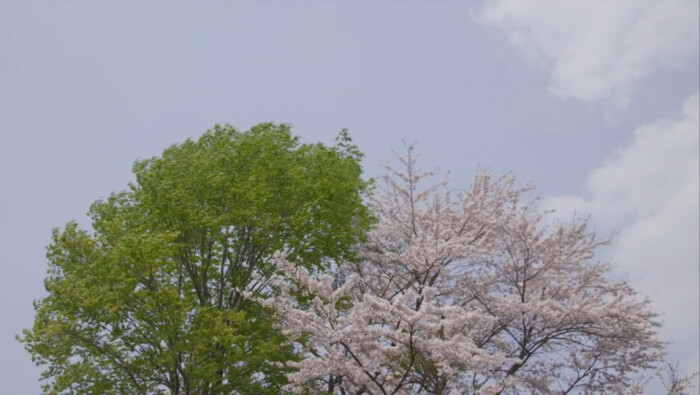小森林,樱花