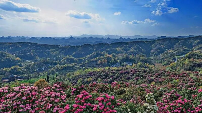 贵州 毕节 大方百里杜鹃