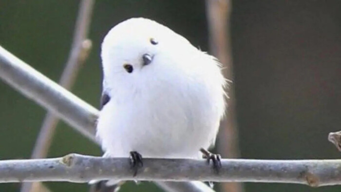 全世界公认最萌的小鸟--银喉长尾山雀,银喉长尾山雀更有着"雪之妖精"