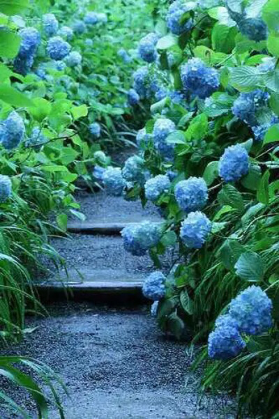 紫阳花花语:浪漫希望永恒