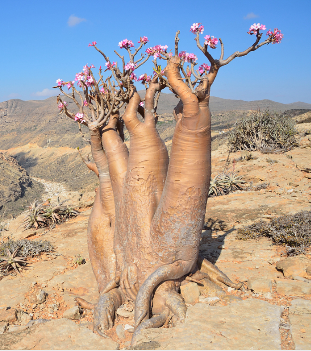 瓶子树,原产南美的纺锤树cavanillesia-arborela,别名也叫瓶子树,酒瓶