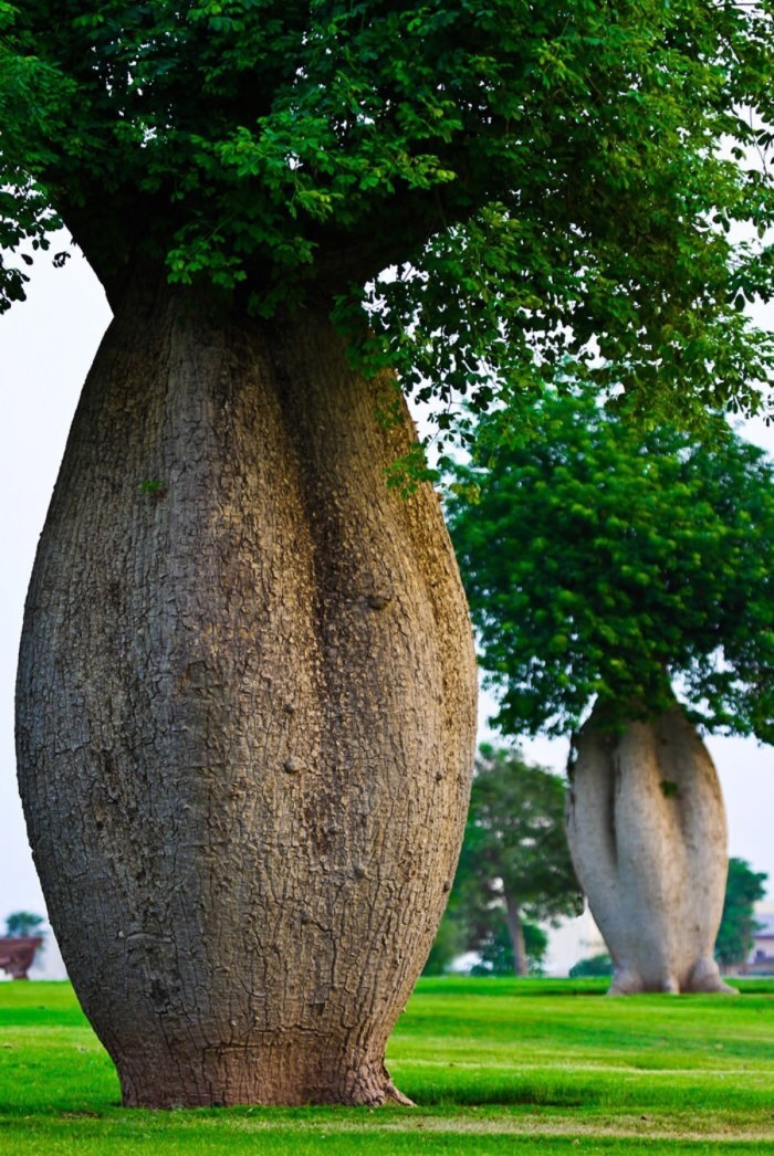 纺锤树生长在 南美洲的巴西高原上,远远望700_1046竖版 竖屏