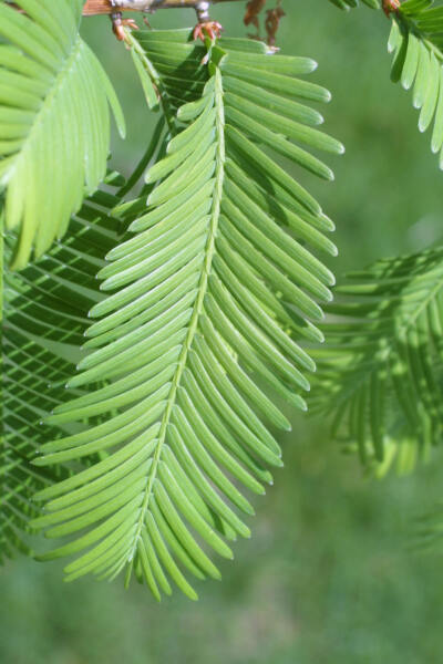 水杉[shuǐ shān 水杉(学名:metasequoia glyptostroboides hu w.