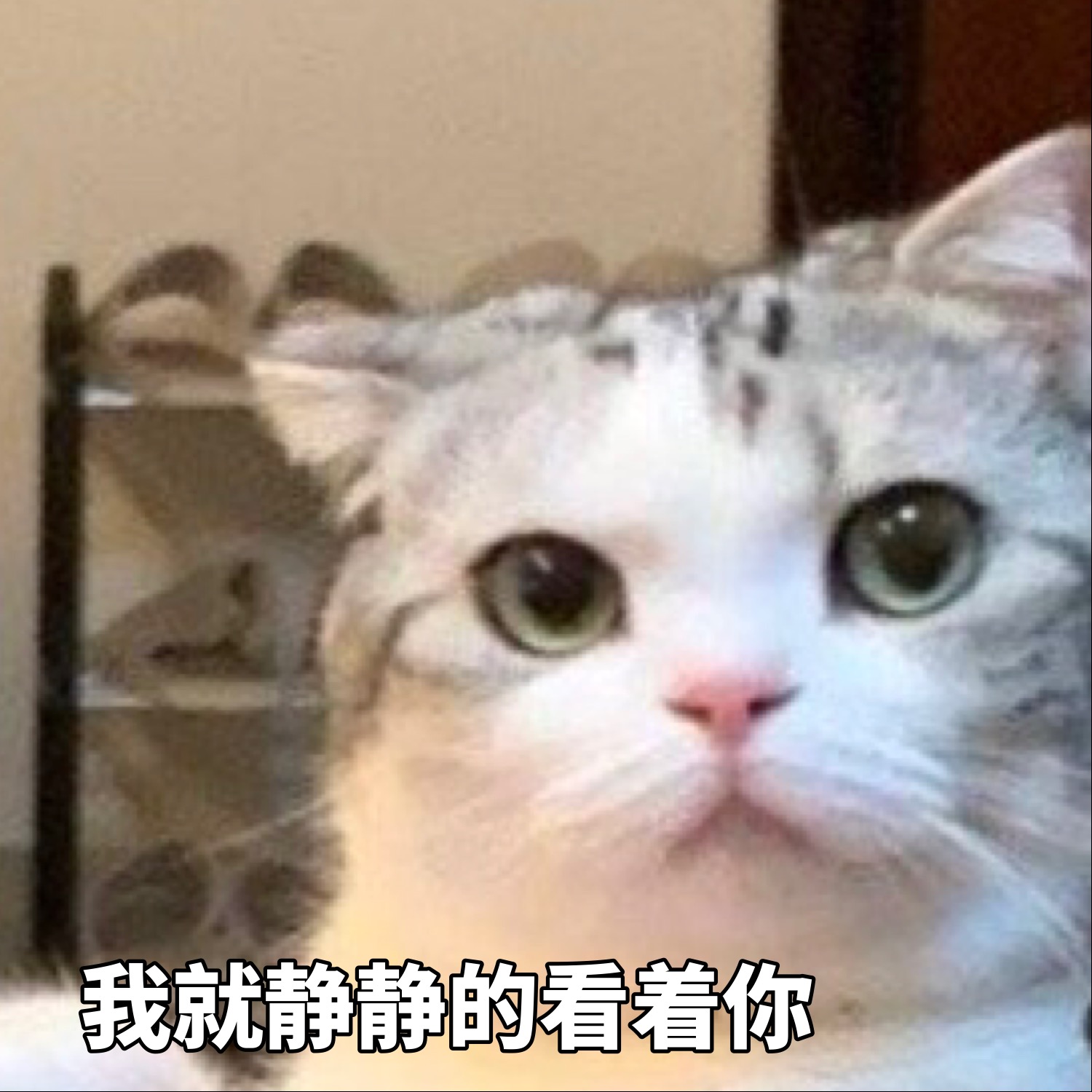 猫咪表情包