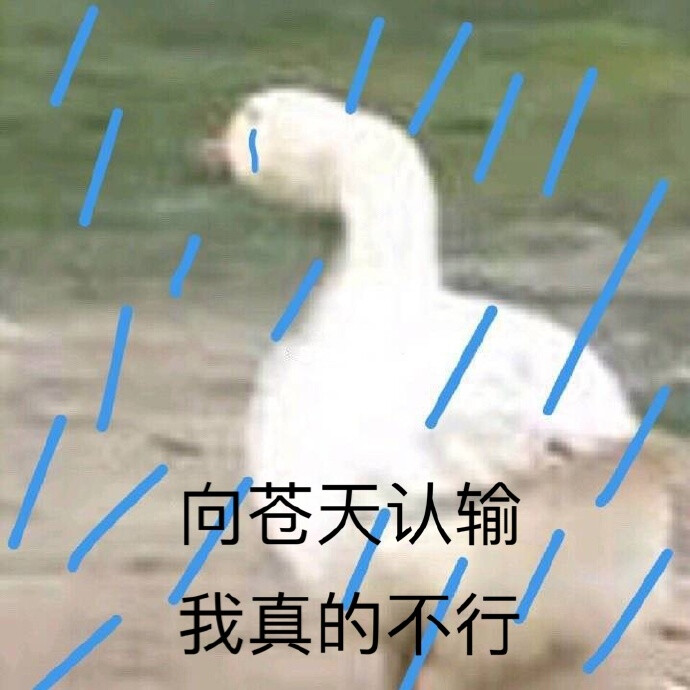 今日份沙雕表情包请签收