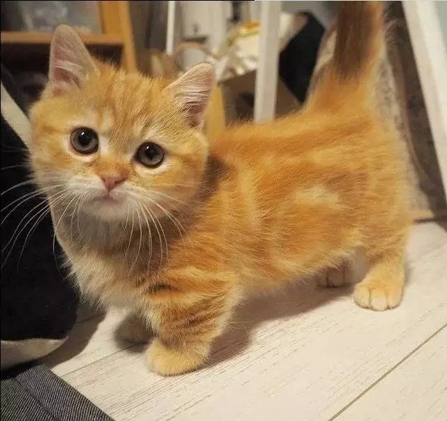 矮脚小橘猫