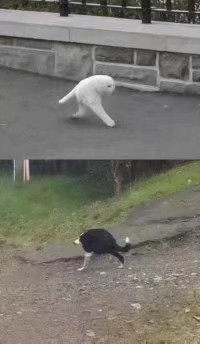 沙雕猫狗