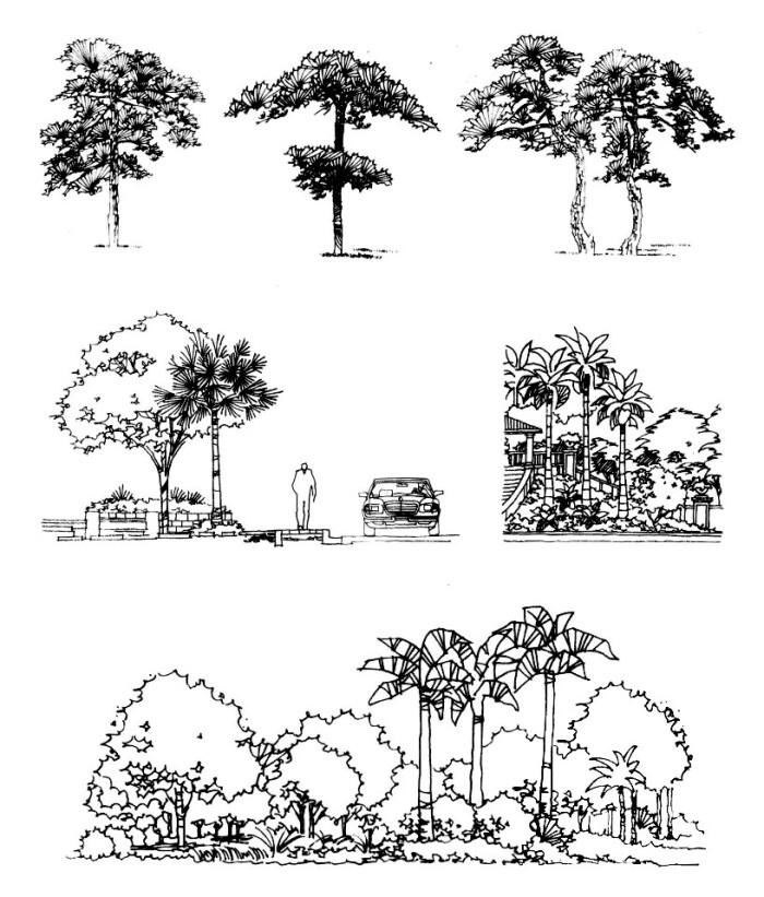手绘 树木 cr公众号——建筑手绘