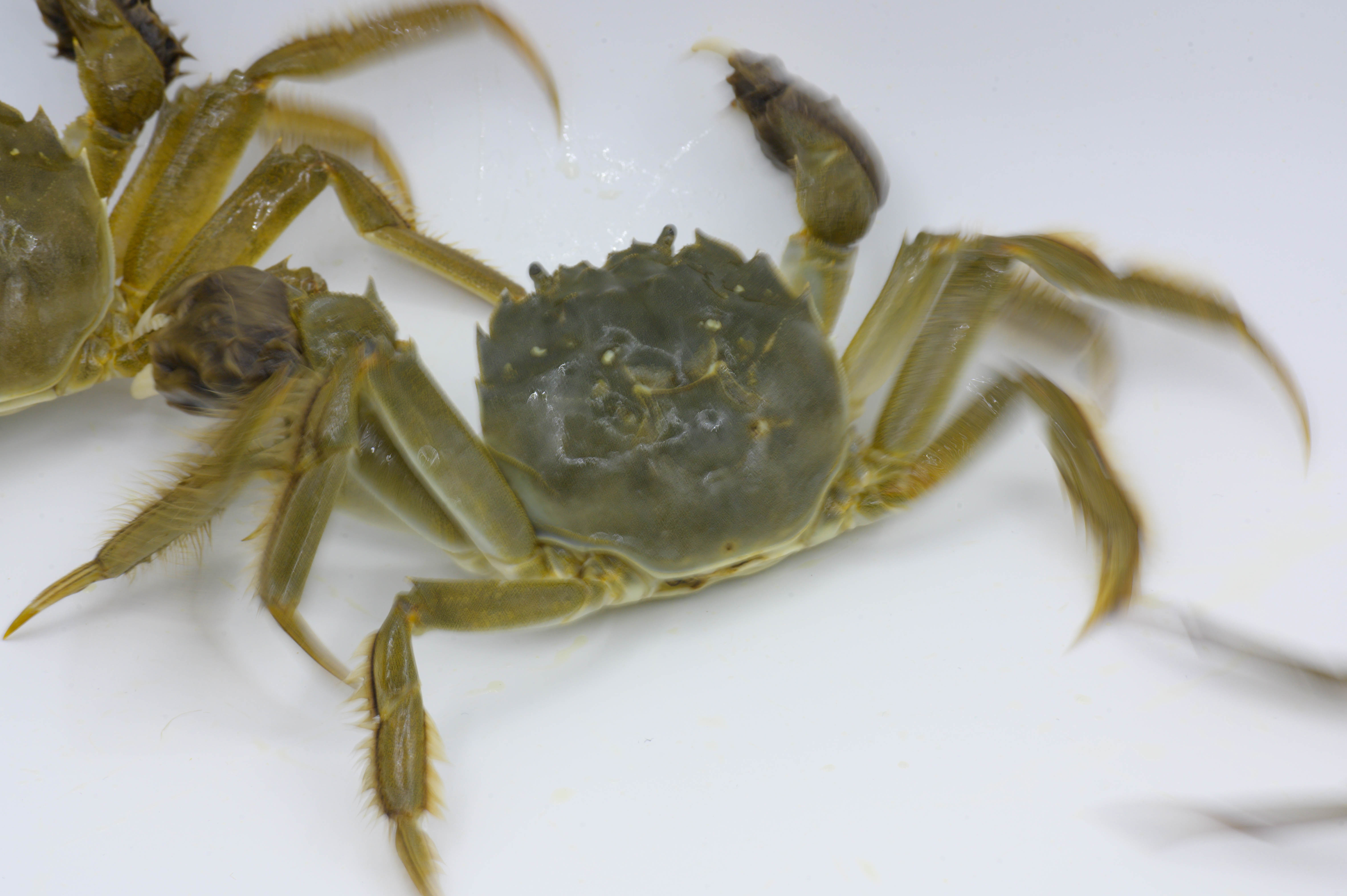 螃蟹 蟹 河鲜 水产品 水生动物 动物 甲壳类动物 营养 中华绒螯蟹