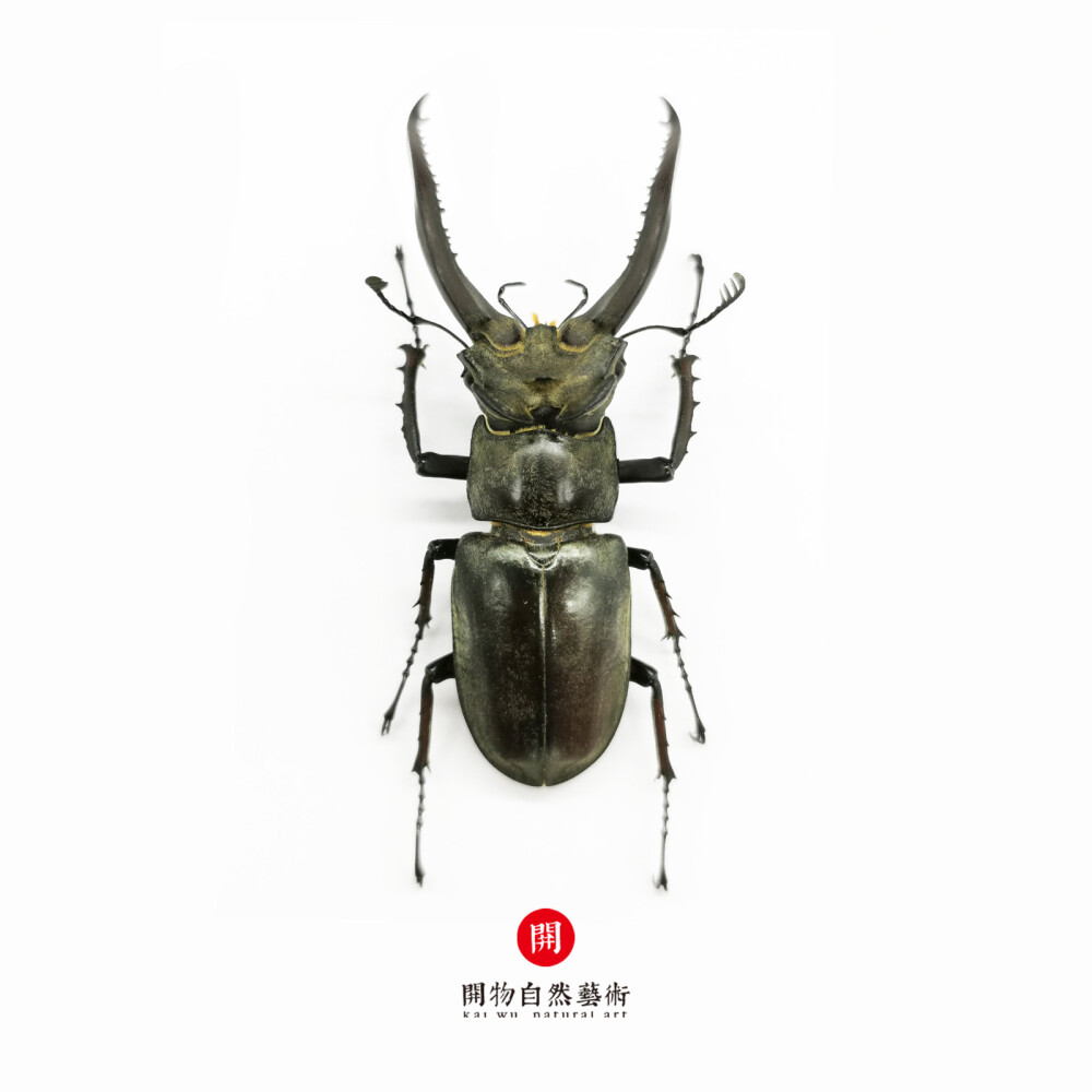 斑股锹甲 lucanus maculifemoratus motschulsky,1861