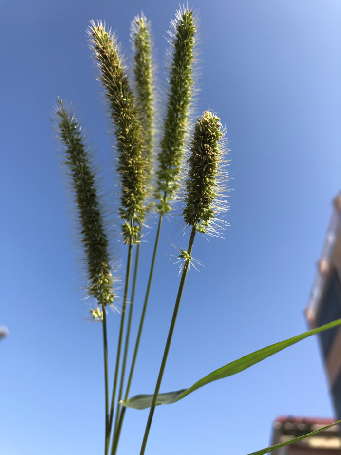 路边的狗尾巴草