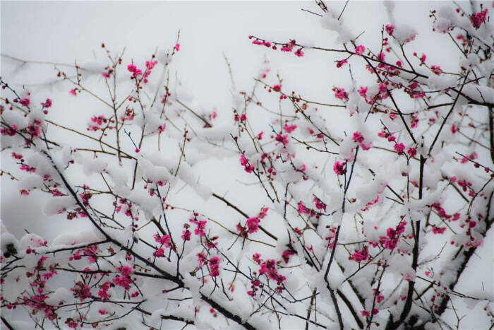 雪梅