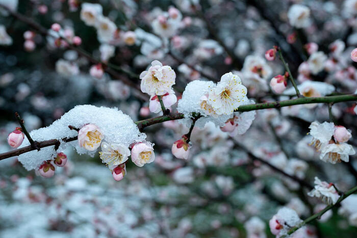 雪梅