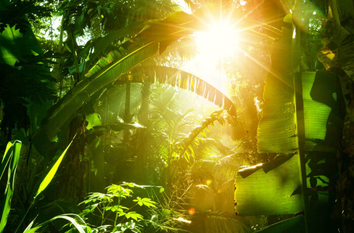 热带雨林 唯美 阳光 大自然