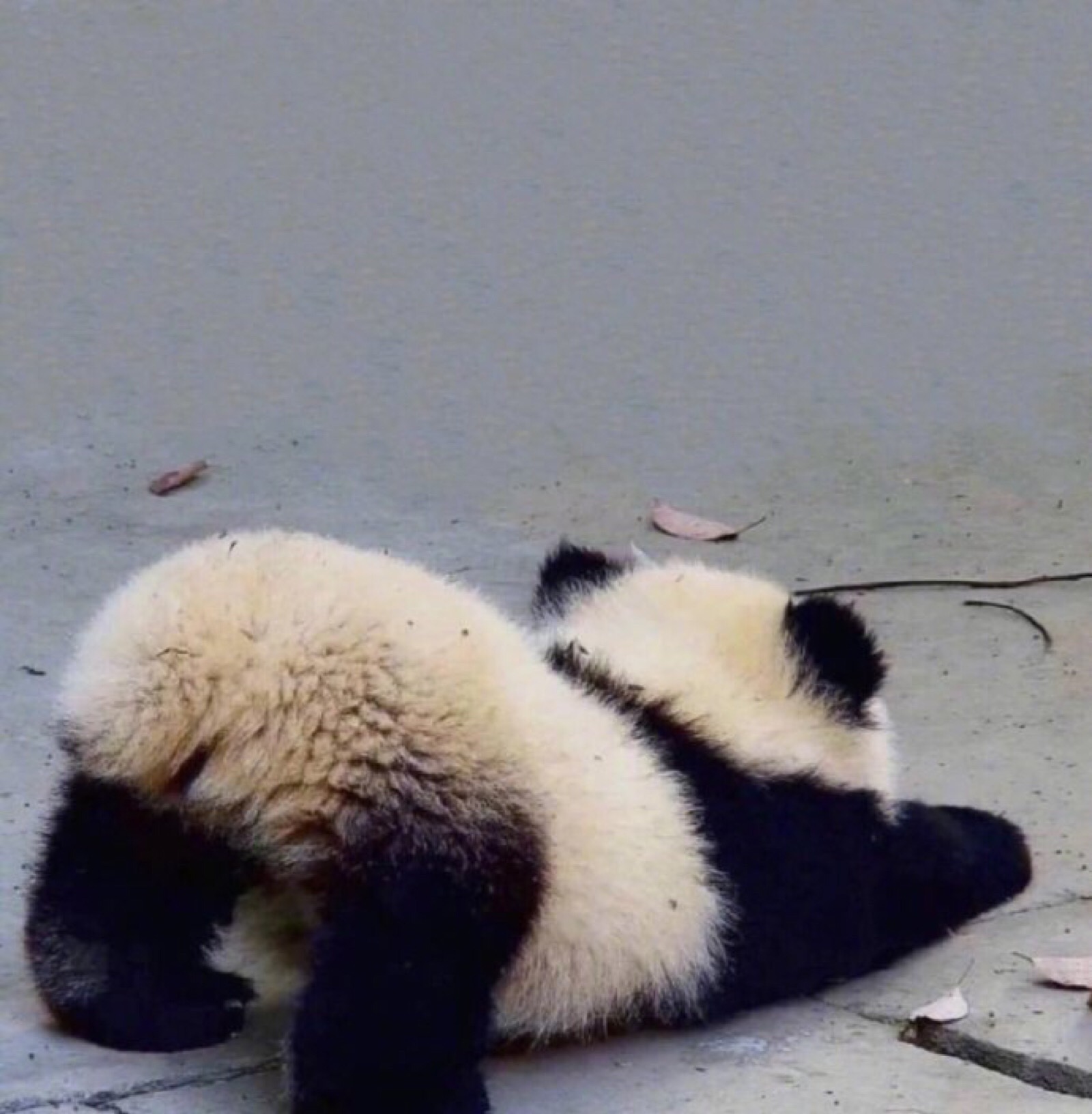 熊猫宝宝的背影 超级可爱