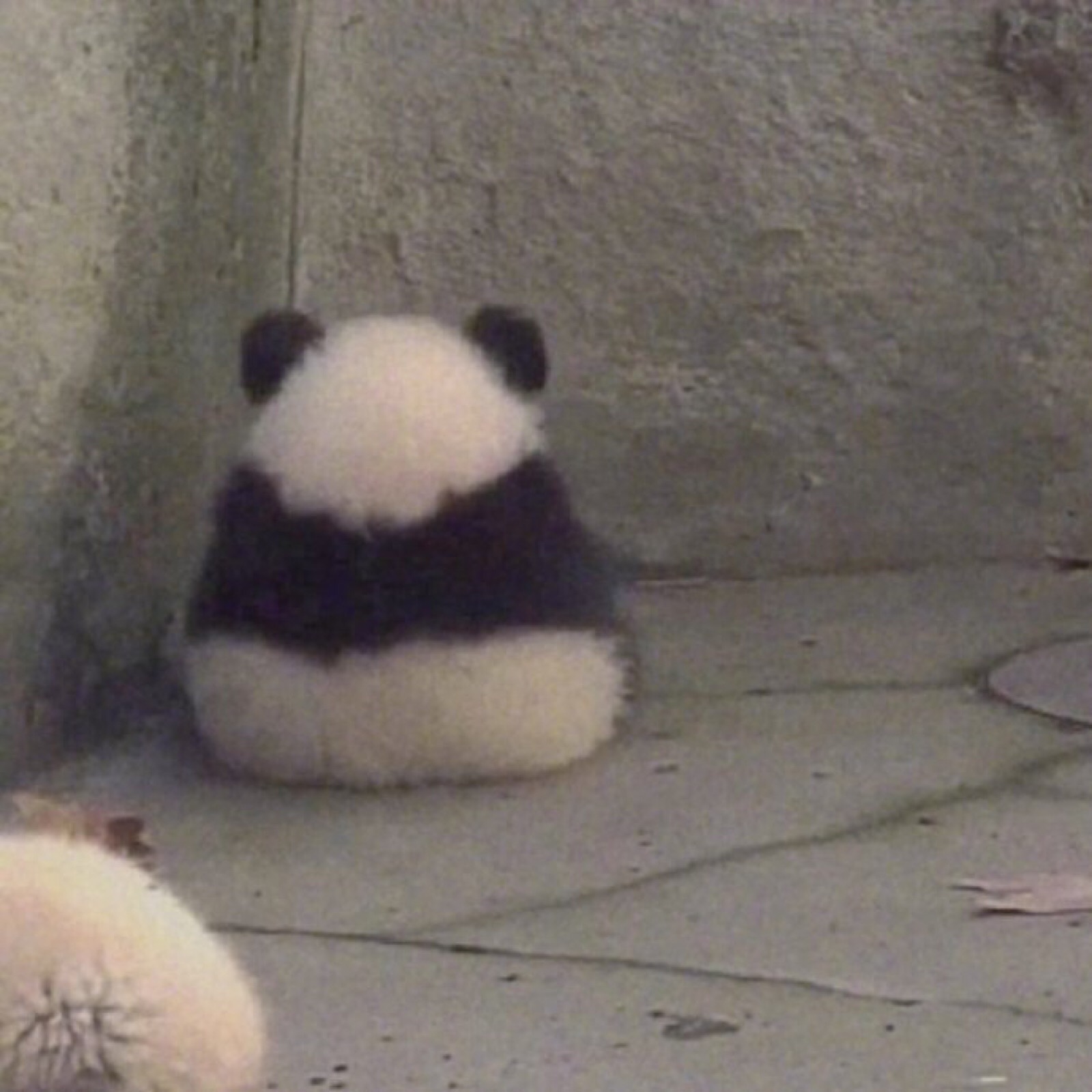 熊猫宝宝的背影 超级可爱