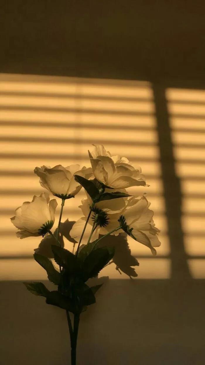 iphone壁纸,桌面#手机壁纸,欧美个性#小清新#文艺#霸气#唯美#伤感