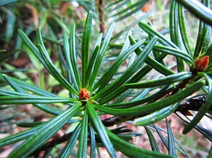 《银杉》银杉,为中国特产的稀有树种,被称为"植物中的大熊猫".