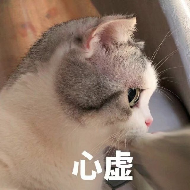 猫咪表情包萌宠动物可爱