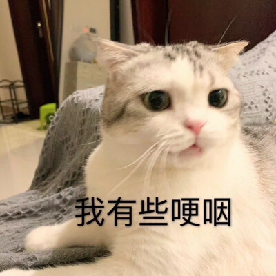 猫咪表情包 可爱 萌宠