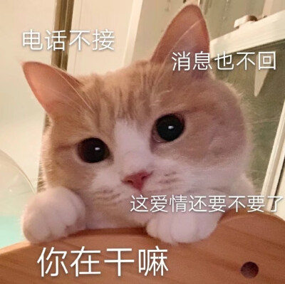 猫咪表情包 可爱 萌宠