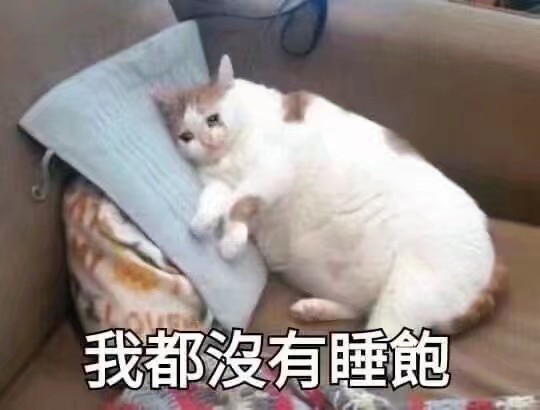 猫咪表情包可爱