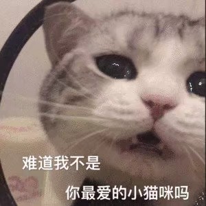 猫咪表情包可爱