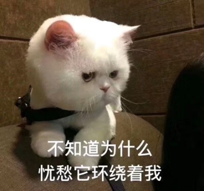 猫咪表情包可爱