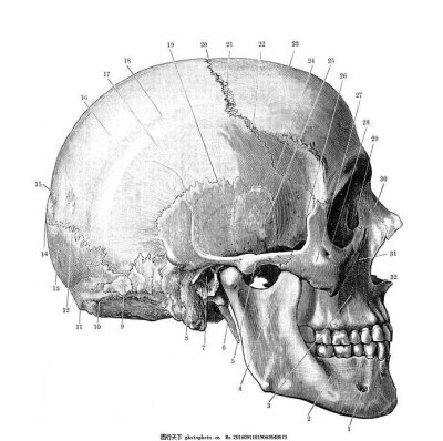 素描头骨结构图