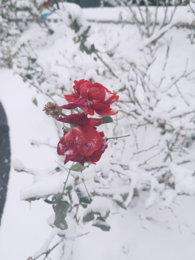 北京初雪如约而至