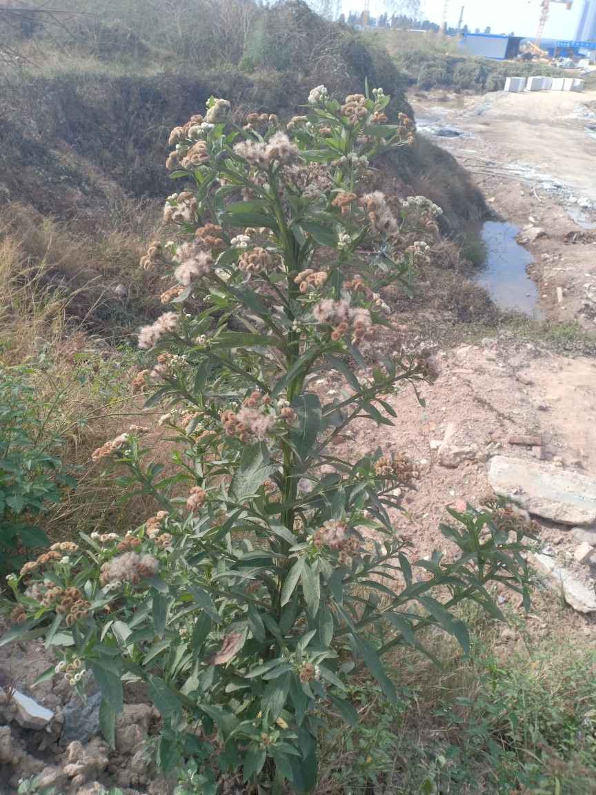 翼茎阔苞菊