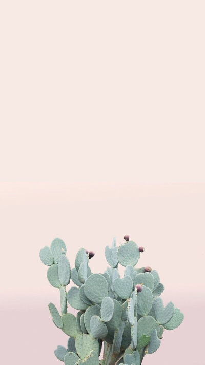 绿色壁纸,清新养眼