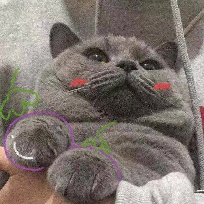 闺蜜头像小猫咪 - 堆糖,美图壁纸兴趣社区