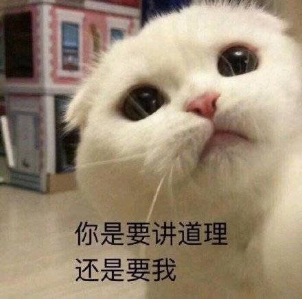 猫咪表情包