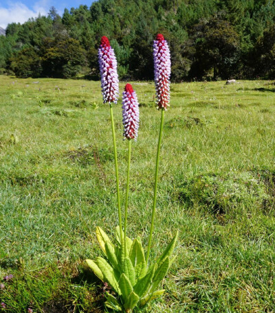 高穗花报春