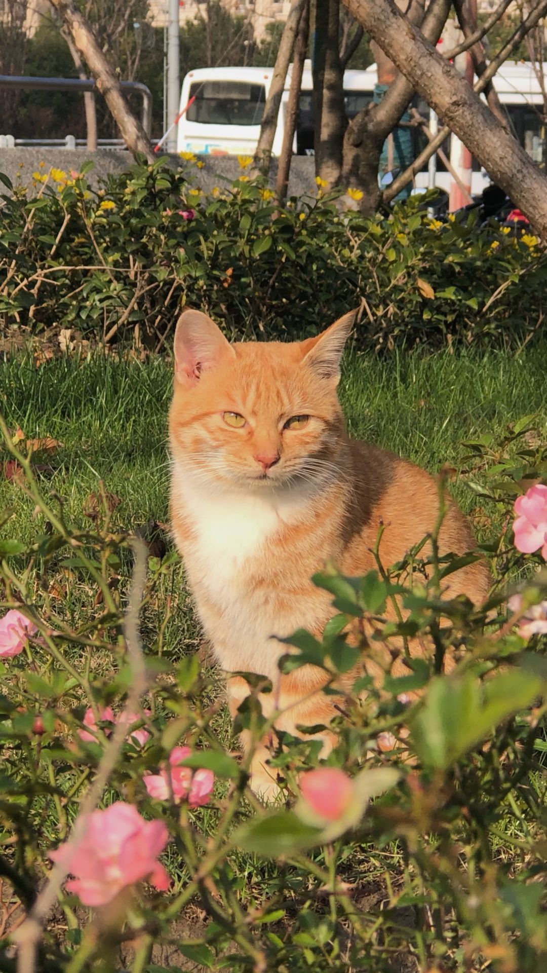 橘猫壁纸花猫