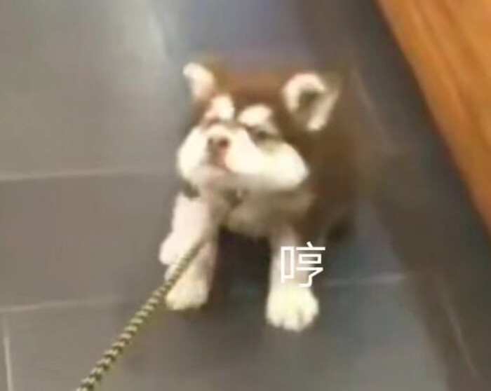 表情包 哼