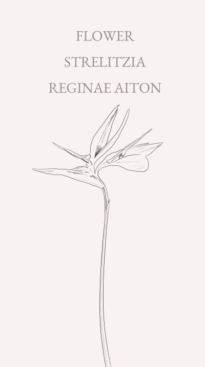 reginae aiton)旅人蕉科多年生草本植物,无茎,也称天堂鸟