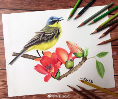 花鸟彩铅画画