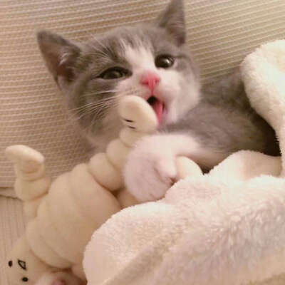 情头可爱猫咪