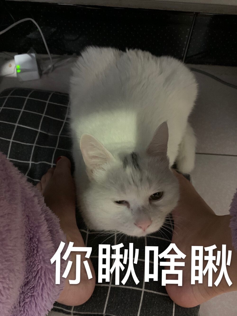 猫猫表情,睡了,太难了,瞅我干啥,嗯哼?