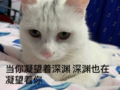 猫咪表情包,舒服了,骨灰都给你扬了,你算什么玩意,凝望深渊,猫之叹息