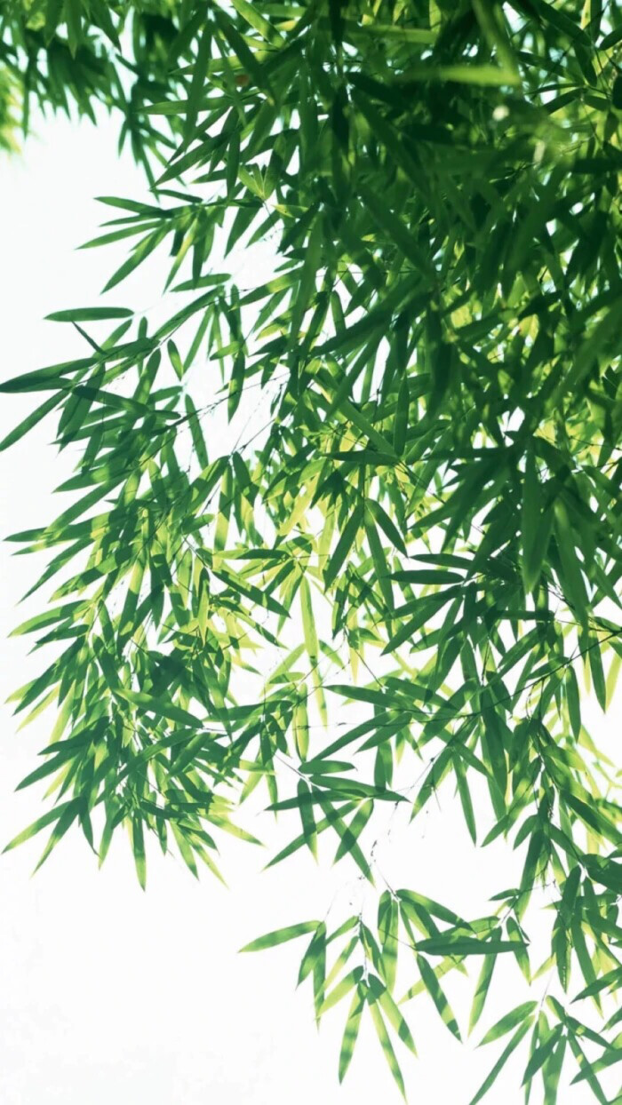 绿色养眼壁纸